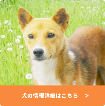 犬の情報詳細はこちら