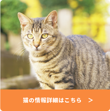 猫の情報詳細はこちら